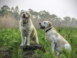 How To Win Clients And Influence Markets with DOGS