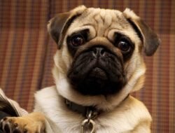 DOGS: Do You Really Need It? This Will Help You Decide!